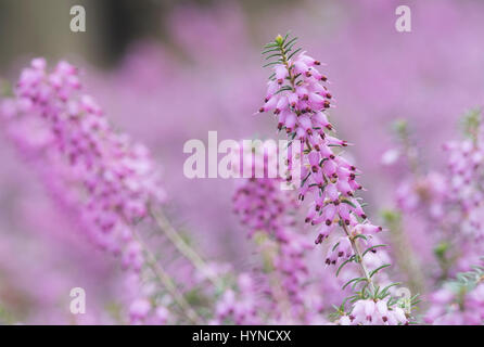 Calluna Vulgaris. Heather, die Blüte im Frühjahr Stockfoto