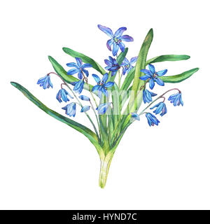 Bouquet von Scilla bifolia blauen Wald Blumen. Handgezeichnetes Aquarell auf weißem Hintergrund. Stockfoto