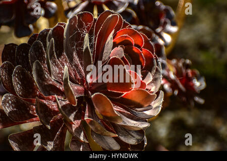 Sukkulenten aus der Familie der Crassulaceae. Stockfoto