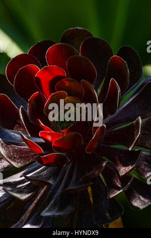 Sukkulenten aus der Familie der Crassulaceae. Stockfoto