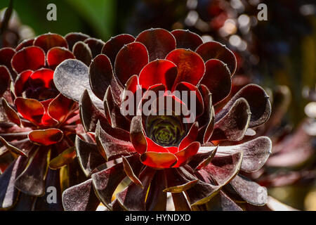 Sukkulenten aus der Familie der Crassulaceae. Stockfoto