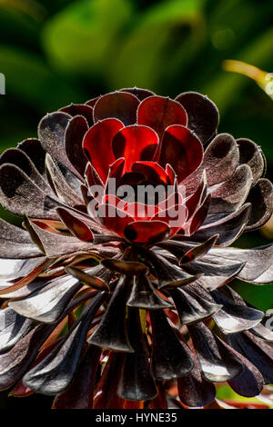 Sukkulenten aus der Familie der Crassulaceae. Stockfoto