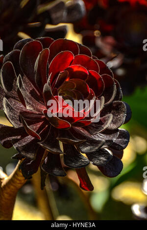 Sukkulenten aus der Familie der Crassulaceae. Stockfoto