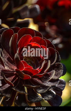 Sukkulenten aus der Familie der Crassulaceae. Stockfoto