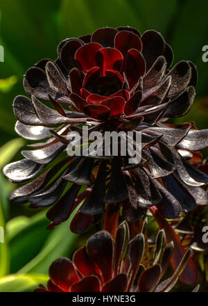 Sukkulenten aus der Familie der Crassulaceae. Stockfoto