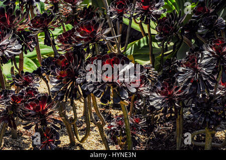 Sukkulenten aus der Familie der Crassulaceae. Stockfoto