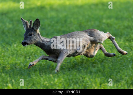 Der auf der Wiese laufende Rehe Stockfoto