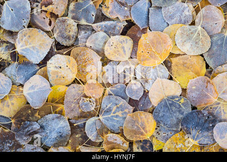 Einige Espe Blätter liegen auf einem anderen. Die oberste Schicht sammelte Frost aus der kalten Nacht in der Nähe von Aspen, Colorado Stockfoto