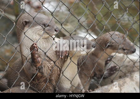 Glatt beschichtet Otter in Gefangenschaft, Phnom Tamao Wildlife Rescue Center, Takeo Province, Kambodscha. Kredit: Kraig Lieb Stockfoto