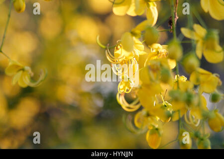 Cassia Fistula Stockfoto
