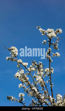 Schlehe (Prunus Spinosa), auch bekannt als "Schlehe", in Blüte, Frühling, UK Stockfoto