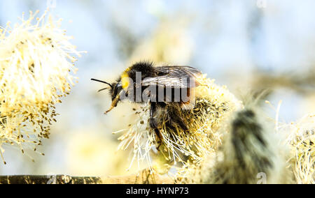 Masowien, Polen. 5. April 2017.  Insekten sammeln Nektar in den Sümpfen am sonnigen Tag. Bildnachweis: Jake Ratz/Alamy Live-Nachrichten Stockfoto