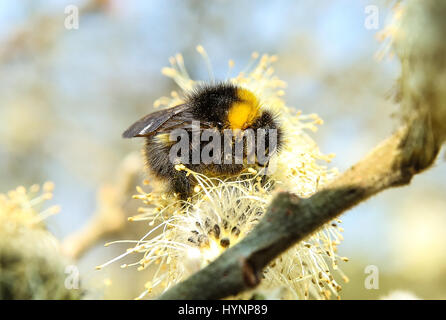 Masowien, Polen. 5. April 2017.  Insekten sammeln Nektar in den Sümpfen am sonnigen Tag. Bildnachweis: Jake Ratz/Alamy Live-Nachrichten Stockfoto