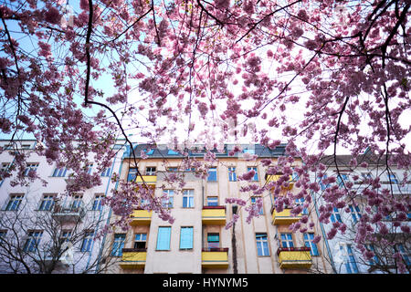 Berlin, Deutschland. 30. März 2017. Japanische Kirschblüte in Berlin am 30. März 2017. Foto: picture Alliance/Robert Schlesinger | weltweite Nutzung/Dpa/Alamy Live-Nachrichten Stockfoto