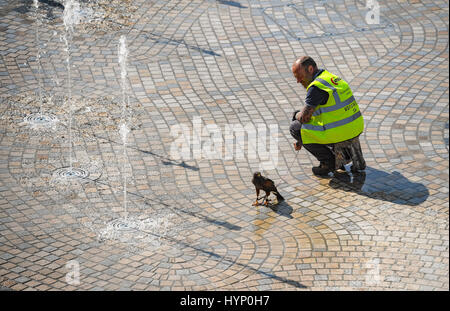 Southampton, UK. Donnerstag, 6. April 2017. Falconary Handler nehmen ihre Greifvögel zum Abkühlen in den Brunnen nach einer wohlverdienten Pause vergraulen die Möwen und Tauben auf der Southampton West Quay shopping Komplex. Die zwei Handler verbrachten am Morgen die Vögel Ärgernis vergraulen und von Verschachtelung am Standort der neuen Freizeit- und Lebensmittel zu verhindern komplexe Wasserzeichen. Bildnachweis: PBWPIX/Alamy Live-Nachrichten Stockfoto