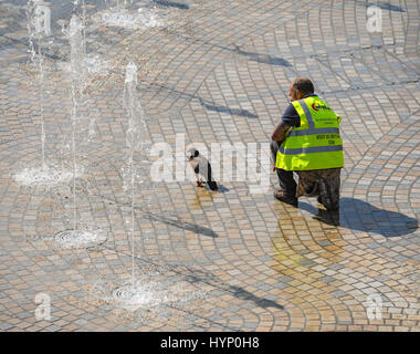 Southampton, UK. Donnerstag, 6. April 2017. Falconary Handler nehmen ihre Greifvögel zum Abkühlen in den Brunnen nach einer wohlverdienten Pause vergraulen die Möwen und Tauben auf der Southampton West Quay shopping Komplex. Die zwei Handler verbrachten am Morgen die Vögel Ärgernis vergraulen und von Verschachtelung am Standort der neuen Freizeit- und Lebensmittel zu verhindern komplexe Wasserzeichen. Bildnachweis: PBWPIX/Alamy Live-Nachrichten Stockfoto