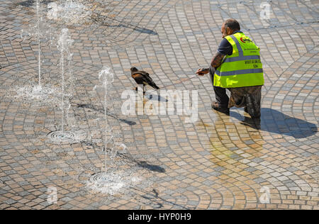 Southampton, UK. Donnerstag, 6. April 2017. Falconary Handler nehmen ihre Greifvögel zum Abkühlen in den Brunnen nach einer wohlverdienten Pause vergraulen die Möwen und Tauben auf der Southampton West Quay shopping Komplex. Die zwei Handler verbrachten am Morgen die Vögel Ärgernis vergraulen und von Verschachtelung am Standort der neuen Freizeit- und Lebensmittel zu verhindern komplexe Wasserzeichen. Bildnachweis: PBWPIX/Alamy Live-Nachrichten Stockfoto