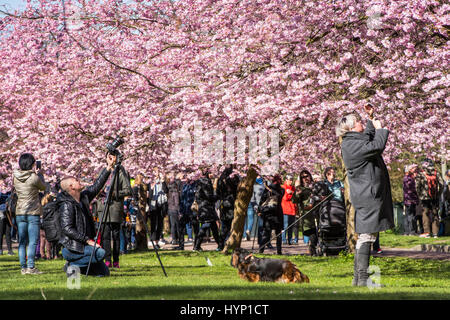 Kopenhagen, Dänemark. 6. April 2017.  Der Frühling ist da ganz und gar im Nordvest Bezirk von Kopenhagen, Dänemark. Am Donnerstagmorgen strömten Hunderte von Menschen auf dem Gelände des Bispebjerg Friedhof zu bewundern und zu fotografieren die beeindruckende Cherry Blossom-Bäume, die vor kurzem in gekommen sind, um zu blühen.    Bildnachweis: Matthew James Harrison/Alamy Live-Nachrichten Stockfoto