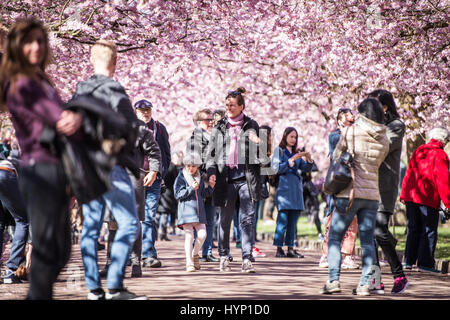 Kopenhagen, Dänemark. 6. April 2017.  Der Frühling ist da ganz und gar im Nordvest Bezirk von Kopenhagen, Dänemark. Am Donnerstagmorgen strömten Hunderte von Menschen auf dem Gelände des Bispebjerg Friedhof zu bewundern und zu fotografieren die beeindruckende Cherry Blossom-Bäume, die vor kurzem in gekommen sind, um zu blühen.    Bildnachweis: Matthew James Harrison/Alamy Live-Nachrichten Stockfoto