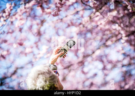 Kopenhagen, Dänemark. 6. April 2017.  Der Frühling ist da ganz und gar im Nordvest Bezirk von Kopenhagen, Dänemark. Am Donnerstagmorgen strömten Hunderte von Menschen auf dem Gelände des Bispebjerg Friedhof zu bewundern und zu fotografieren die beeindruckende Cherry Blossom-Bäume, die vor kurzem in gekommen sind, um zu blühen.    Bildnachweis: Matthew James Harrison/Alamy Live-Nachrichten Stockfoto