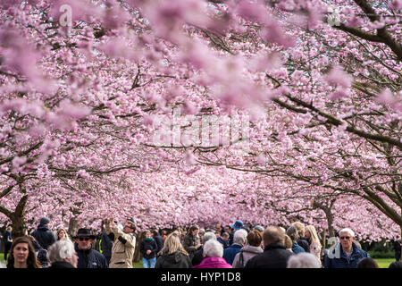 Kopenhagen, Dänemark. 6. April 2017.  Der Frühling ist da ganz und gar im Nordvest Bezirk von Kopenhagen, Dänemark. Am Donnerstagmorgen strömten Hunderte von Menschen auf dem Gelände des Bispebjerg Friedhof zu bewundern und zu fotografieren die beeindruckende Cherry Blossom-Bäume, die vor kurzem in gekommen sind, um zu blühen.    Bildnachweis: Matthew James Harrison/Alamy Live-Nachrichten Stockfoto