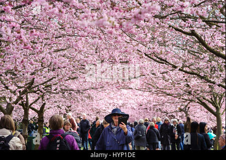 Kopenhagen, Dänemark. 6. April 2017.  Der Frühling ist da ganz und gar im Nordvest Bezirk von Kopenhagen, Dänemark. Am Donnerstagmorgen strömten Hunderte von Menschen auf dem Gelände des Bispebjerg Friedhof zu bewundern und zu fotografieren die beeindruckende Cherry Blossom-Bäume, die vor kurzem in gekommen sind, um zu blühen.    Bildnachweis: Matthew James Harrison/Alamy Live-Nachrichten Stockfoto