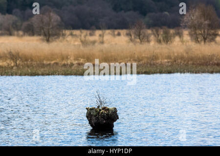 Cors Caron National Nature Reserve in der Nähe von tregaron in Mid Wales. Die Website besteht aus drei Hochmoore aus tiefen Schichten von Torf, die genommen haben rund 12.000 Jahre Form gebaut. Credit: Ian Jones/Alamy leben Nachrichten Stockfoto