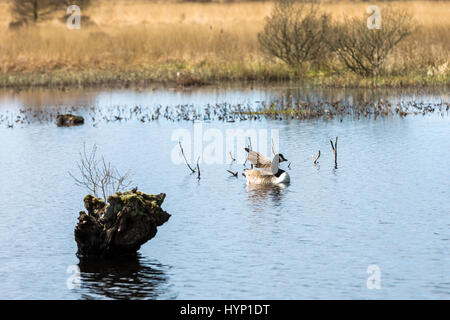 Cors Caron National Nature Reserve in der Nähe von tregaron in Mid Wales. Die Website besteht aus drei Hochmoore aus tiefen Schichten von Torf, die genommen haben rund 12.000 Jahre Form gebaut. Credit: Ian Jones/Alamy leben Nachrichten Stockfoto