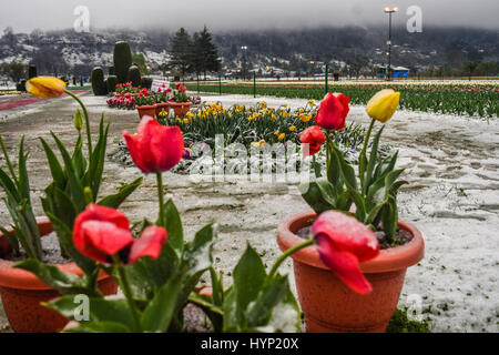 Srinagar, Kaschmir. 6. April 2017. Tulpe Blumen in voller Blüte fallen im Schnee bei Siraj Bagh wo mehr als 2 Millionen Tulpen blühen voraussichtlich, während Frühlingsschnee am 6. April 2017, in Srinagar, Kaschmir. Die Kaschmir-Tal 1. April Schneesturm in einem Jahrzehnt hat die Frucht blüht auf dem Höhepunkt des Frühlings zunichte. Einige Zoll der frühen Schnee im April dieses Jahres trifft Blüte in einem Großteil der Gartenbau Pflanzen über das Kaschmir-Tal. Bildnachweis: ZUMA Press, Inc./Alamy Live-Nachrichten Stockfoto