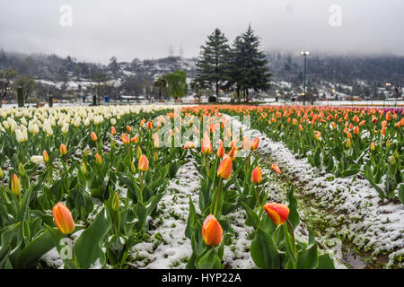 Srinagar, Kaschmir. 6. April 2017. Tulpe Blumen in voller Blüte fallen im Schnee bei Siraj Bagh wo mehr als 2 Millionen Tulpen blühen voraussichtlich, während Frühlingsschnee am 6. April 2017, in Srinagar, Kaschmir. Die Kaschmir-Tal 1. April Schneesturm in einem Jahrzehnt hat die Frucht blüht auf dem Höhepunkt des Frühlings zunichte. Einige Zoll der frühen Schnee im April dieses Jahres trifft Blüte in einem Großteil der Gartenbau Pflanzen über das Kaschmir-Tal. Bildnachweis: ZUMA Press, Inc./Alamy Live-Nachrichten Stockfoto