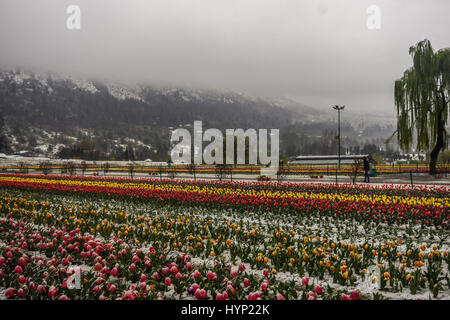 Srinagar, Kaschmir. 6. April 2017. Tulpe Blumen in voller Blüte fallen im Schnee bei Siraj Bagh wo mehr als 2 Millionen Tulpen blühen voraussichtlich, während Frühlingsschnee am 6. April 2017, in Srinagar, Kaschmir. Die Kaschmir-Tal 1. April Schneesturm in einem Jahrzehnt hat die Frucht blüht auf dem Höhepunkt des Frühlings zunichte. Einige Zoll der frühen Schnee im April dieses Jahres trifft Blüte in einem Großteil der Gartenbau Pflanzen über das Kaschmir-Tal. Bildnachweis: ZUMA Press, Inc./Alamy Live-Nachrichten Stockfoto