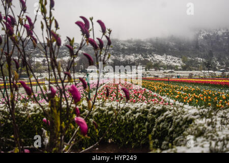 Srinagar, Kaschmir. 6. April 2017. Tulpe Blumen in voller Blüte fallen im Schnee bei Siraj Bagh wo mehr als 2 Millionen Tulpen blühen voraussichtlich, während Frühlingsschnee am 6. April 2017, in Srinagar, Kaschmir. Die Kaschmir-Tal 1. April Schneesturm in einem Jahrzehnt hat die Frucht blüht auf dem Höhepunkt des Frühlings zunichte. Einige Zoll der frühen Schnee im April dieses Jahres trifft Blüte in einem Großteil der Gartenbau Pflanzen über das Kaschmir-Tal. Bildnachweis: ZUMA Press, Inc./Alamy Live-Nachrichten Stockfoto