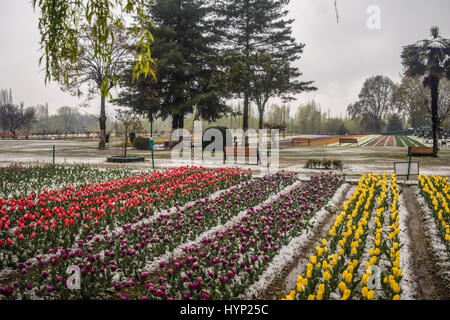 Srinagar, Kaschmir. 6. April 2017. Tulpe Blumen in voller Blüte fallen im Schnee bei Siraj Bagh wo mehr als 2 Millionen Tulpen blühen voraussichtlich, während Frühlingsschnee am 6. April 2017, in Srinagar, Kaschmir. Die Kaschmir-Tal 1. April Schneesturm in einem Jahrzehnt hat die Frucht blüht auf dem Höhepunkt des Frühlings zunichte. Einige Zoll der frühen Schnee im April dieses Jahres trifft Blüte in einem Großteil der Gartenbau Pflanzen über das Kaschmir-Tal. Bildnachweis: ZUMA Press, Inc./Alamy Live-Nachrichten Stockfoto