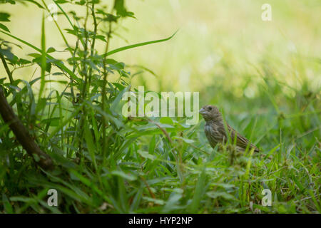 Asuncion, Paraguay. 6th April 2017. Ein weiblicher Safranfink (Sicalis flaveola) Futter im Gras während des sonnigen Morgens in Asuncion, Paraguay. Quelle: Andre M. Chang/Alamy Live News Stockfoto