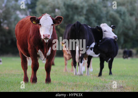 Braun und schwarz Kühe mit Kalb Stockfoto