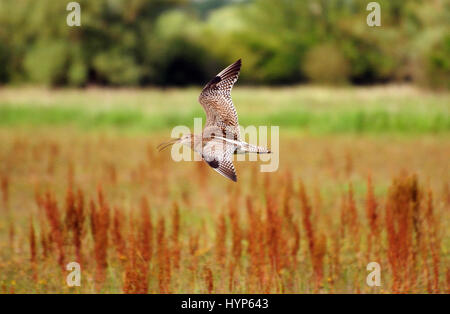 Brachvögel (Numenius arquata) im Flug Stockfoto