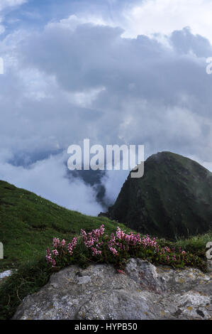 Tungnath, Chopta, Uttarakhand, Indien - 2. August 2011: himmlische Schönheit der Tungnath, Chopta, Uttarakhand, Indien. Stockfoto