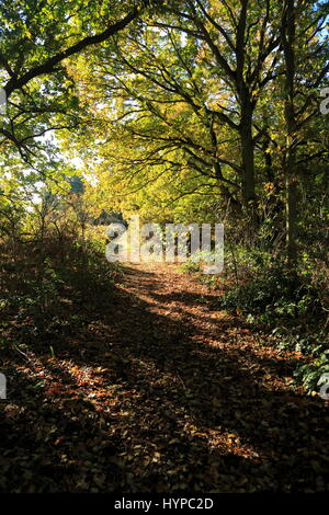 Wanderweg durch Herbstfärbung Bäume Sandlings Heide, Sutton, Suffolk, England, UK Stockfoto