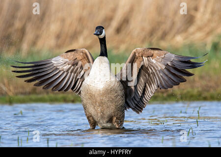 Kanadagans (Branta Canadensis) mit Flügeln im Teich Stockfoto