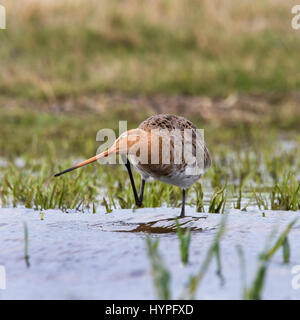 Uferschnepfe (Limosa Limosa) männlich kratzen Kopf im flachen Wasser im Frühjahr Stockfoto