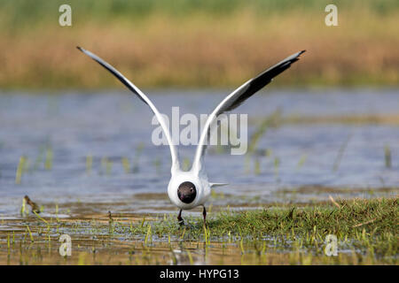 Lachmöwe (Chroicocephalus Ridibundus) von Feuchtgebiet Stockfoto