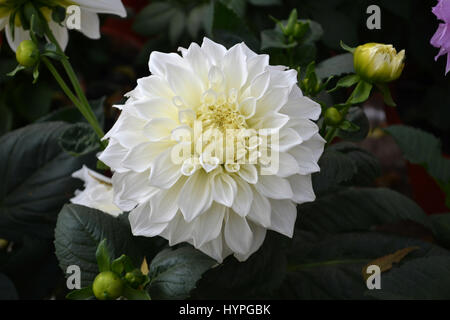 Nahaufnahme einer weißen Dahlia pinnata-Blüte in voller Blüte mit eleganten mehrschichtigen Blütenblättern und komplizierten Blumendetails. Stockfoto