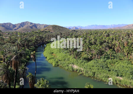 Oase Mulege, Baja California Baja California Sur, Mexiko Stockfoto