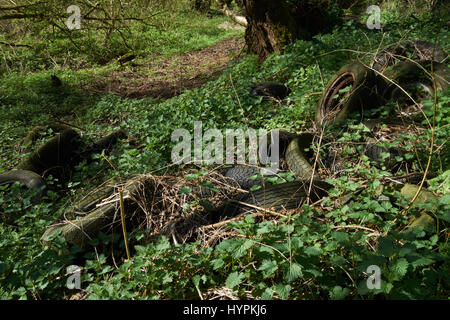 Alte Reifen in Hecke entsorgt. UK Stockfoto