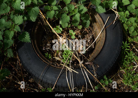 Alte Reifen in Hecke entsorgt. UK Stockfoto