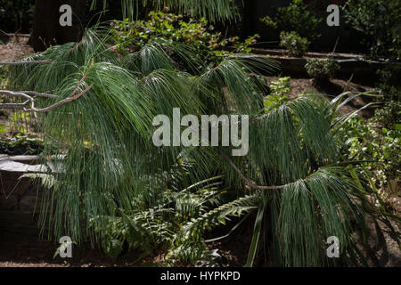 Bhutan-Kiefer, Pinus Wallichiana, Tannenbäumen, Bhutan, Himalaya, Asien Stockfoto