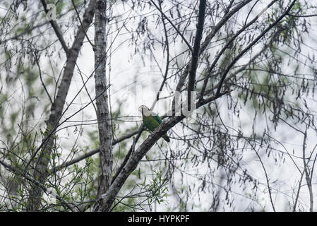 Ein brauner Papagei (Pionopsitta haematotis) in einem Baum in Las Guacamaya, Chiapas State, Mexiko Stockfoto