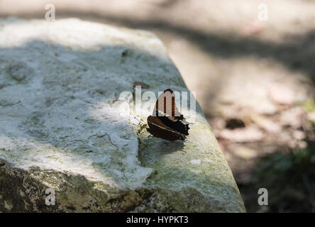 Ein Rusty-Tipped Page (Siptoeta epaphus) Schlammpfützen auf einem Felsen im Staat Chiapas, Mexiko Stockfoto