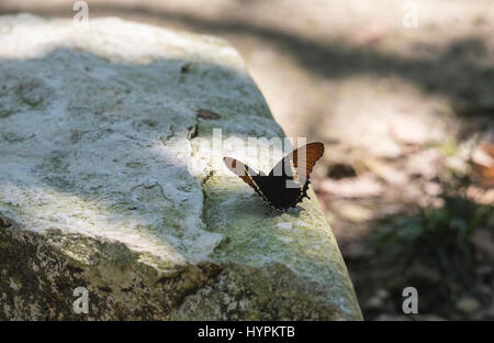 Ein Rusty-Tipped Page (Siptoeta epaphus) Schlammpfützen auf einem Felsen im Staat Chiapas, Mexiko Stockfoto