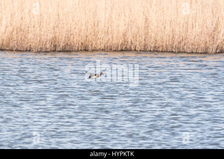 Eine fliegende weibliche Krickente (Anas Vogelarten) Stockfoto